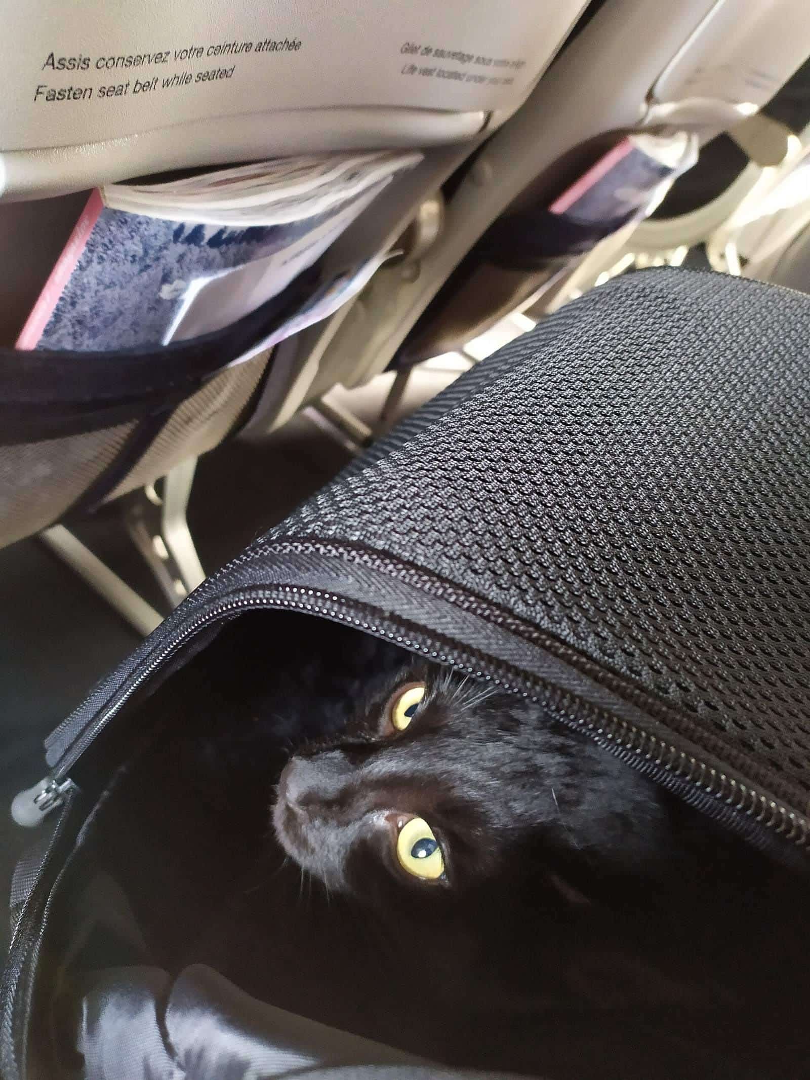 A cat looking out of a pet carrier during air travel