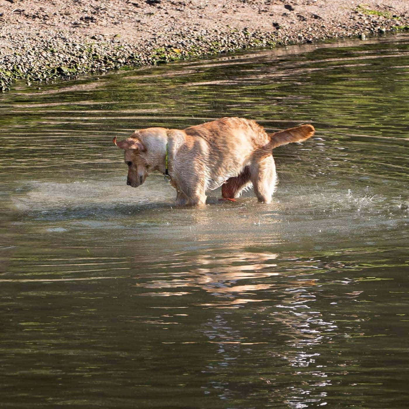 A golden retriever shaking off water on a sunny day