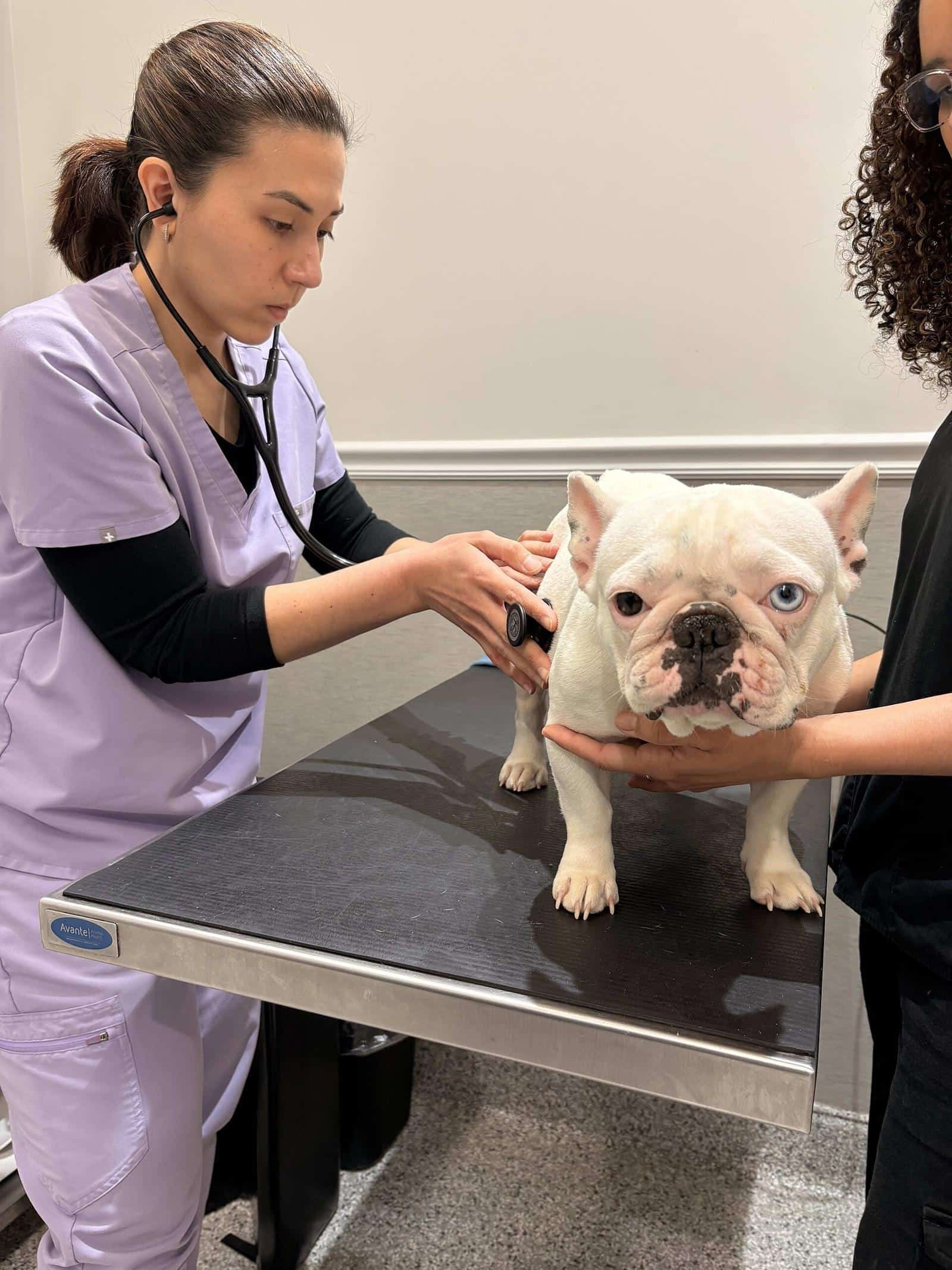 A vet examining a white dog with a stethoscope